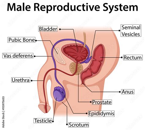 Diagram Showing Male Reproductive System Stock Vector Adobe Stock