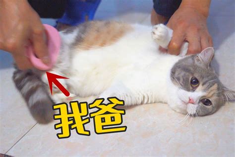 自从带猫回家后，我爸天天追着猫玩，快把猫逼疯了！凤凰网视频凤凰网