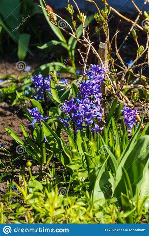 Lovely Purple Hyacinths in a Spring Garden Stock Image - Image of petal, green: 179267577