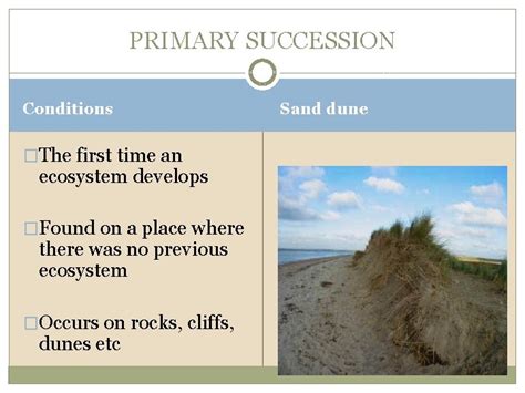 Ecological Succession How Do Ecosystems Change Over Time