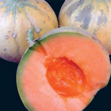 Heirloom Charentais French Melon 75 Seeds Cucumis Melo A True