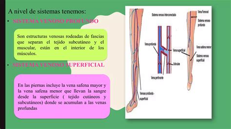 Sistema Venoso PPT