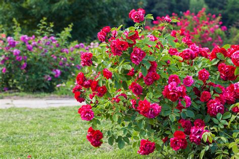 how to plant a rose bush 14