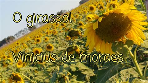 Introduzir 87 Imagem Musica Girassol Vinicius De Moraes Br