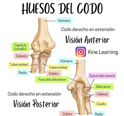 Huesos del codo Anatomía Anatomia y fisiologia humana Libros de