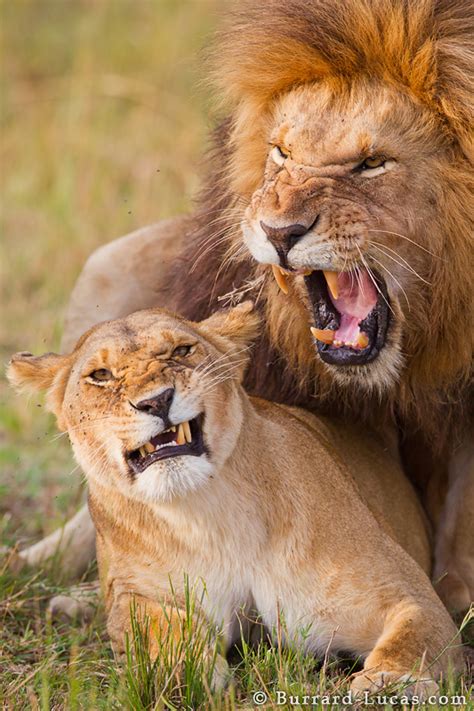 Lions Mating - Burrard-Lucas Photography