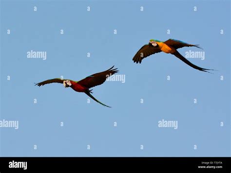 Hermoso Azul Y Amarillo Guacamayo Ara Ararauna Tambi N Conocido Como