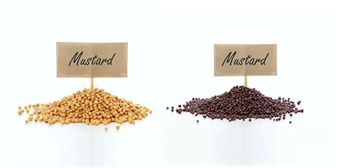 Different Types of Mustard and Their Unique Flavors