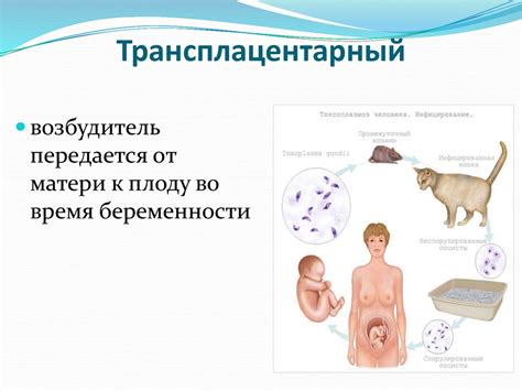 Механизмы передачи возбудителей инфекции - online presentation