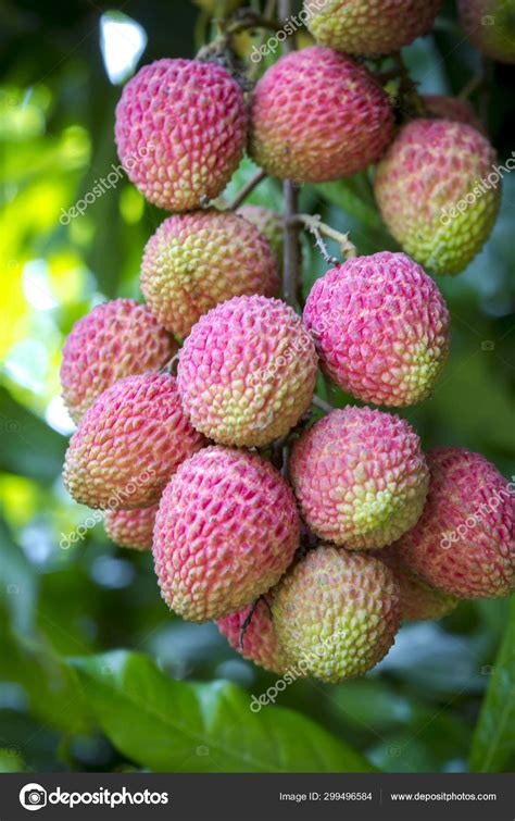 Brunch Of Fresh Lychee Fruits Hanging On Green Tree — Stock Photo