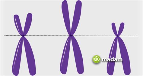 Difference Between Autosomes And Sex Chromosomes Biomadam