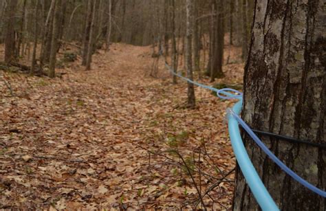 How To Know The Perfect Time To Stop Tapping Your Maple Trees