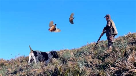 Chasse Perdrix Et Lievre Au Maroc Partridge Hunting