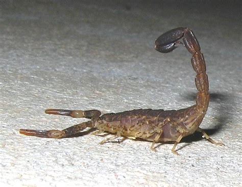 Esperance Blog: Two Scorpion Species