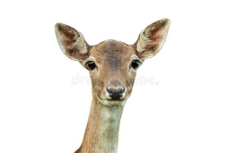 Fallow Deer Head Looking To The Camera Isolated On White Background