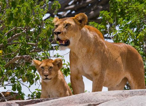 Lioness With Cubs In The Savannah National Park Kenya Tanzania