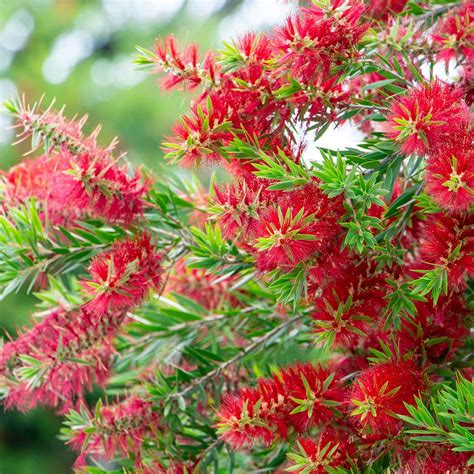 Callistemon viminalis 'Little John' - Bottlebrush | Western Star Nursery