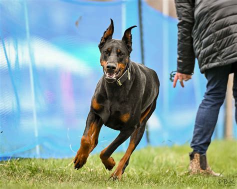 Royal Dynasty Dobermann Kennel Doberman Pinscher Puppies For Sale In