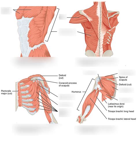 MD1101: Pectoral Girdle and Axilla Muscles Diagram | Quizlet