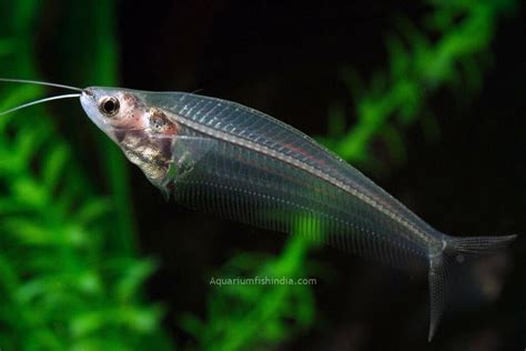 Ghost Glass Cat Aquarium Fish India