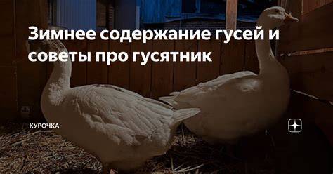 Зимнее содержание гусей и советы про гусятник | Курочка | Дзен