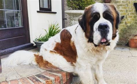 St Bernard Dogs Guide Exercise Needs Stories And Tips Borrowmydoggy