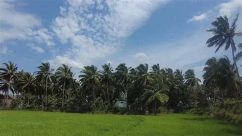 Paddy Fields And Coconut Palm Trees Rur Stock Video Pond