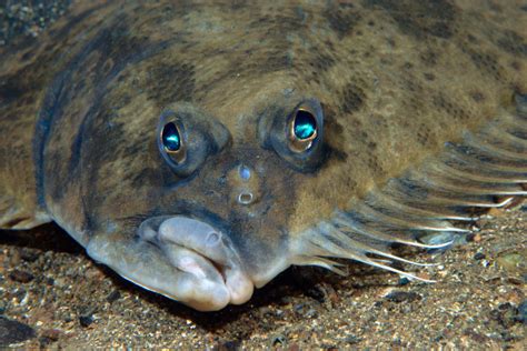 Scandinavian Flatfish Daily Scandinavian