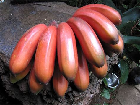 Plátano o banano Rojo Recetario Cocina