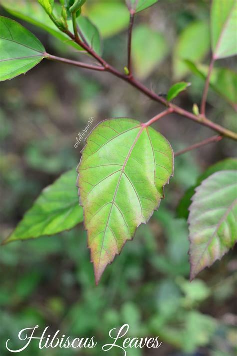 3 Top Hibiscus Leaves Uses And Benefits For Hair And Health Wildturmeric