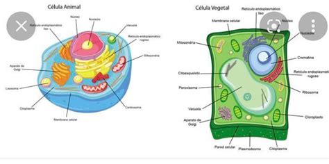 hola me podrian ayudar con la celula animal y señalana sus partes y