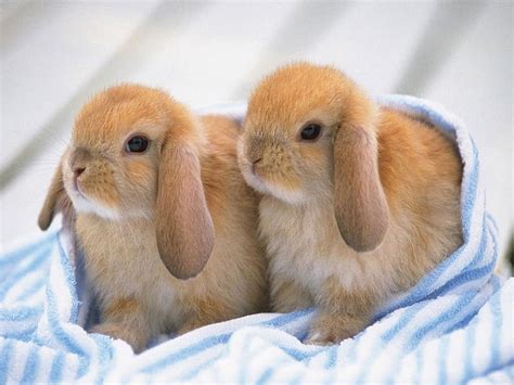 Cute Rabbits Baby Bunnies HD Wallpaper Pxfuel