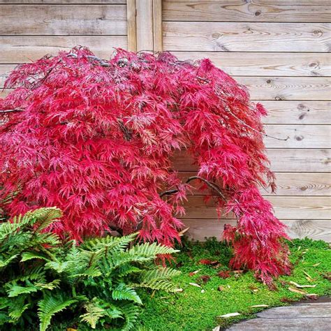 Red Select Japanese Maples For Sale