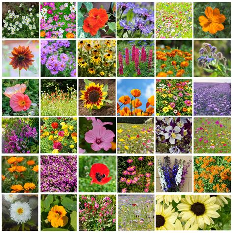 Amazon.com : 35 Varieties of Flower Seeds for Planting, ~20,000 Seeds - Includes Annuals ...