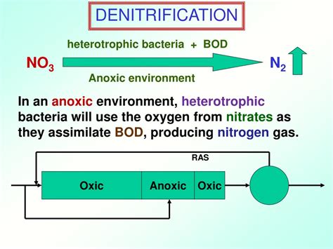 PPT - Nitrification and Denitrification PowerPoint Presentation, free ... 