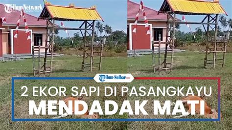 Dua Ekor Sapi Mati Mendadak Di Kompleks Perkantoran Pemda Pasangkayu