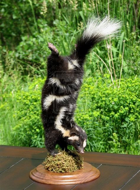 skunks as pets uk - Tall Site Art Gallery