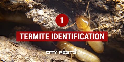 Termite Identification Chart