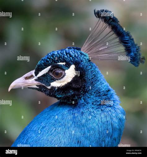 Peacock Pavo Cristatus Stock Photo Alamy