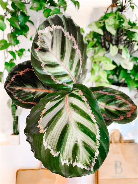 Calathea Roseopicta Botaniful