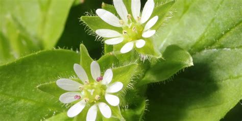 Chickweed – Plants