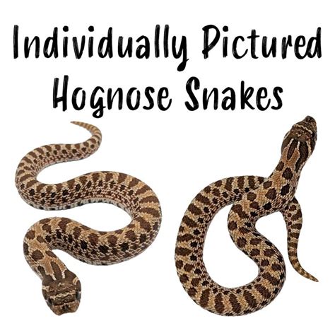 Western Hognose Snakes Heterodon Nasicus Individually Pictured