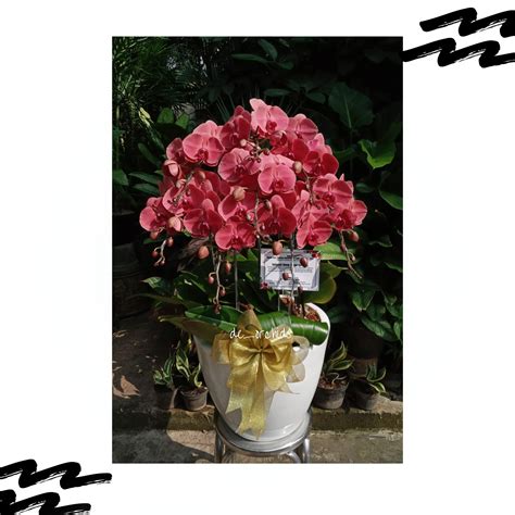 Anggrek bulan Dewasa isi 8 pohon Warna Merah Bata - De Orchids