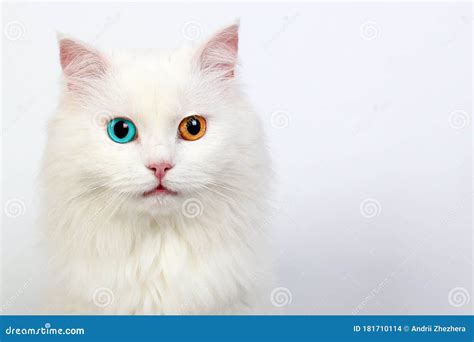 Heterochromia Eyes Cat