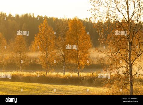 Birch Trees Fog Hi Res Stock Photography And Images Alamy