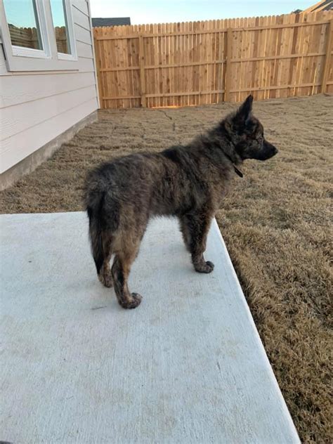 Raising A Dutch Shepherd – American Dutch Shepherd Association