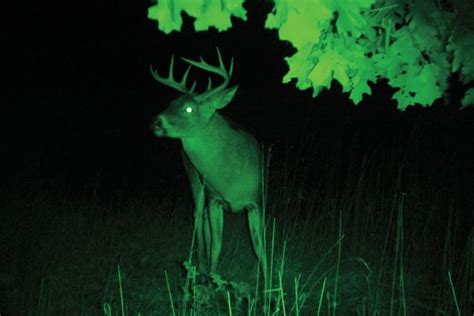 Night Vision for Elk Hunting - Best Night Vision Binocular