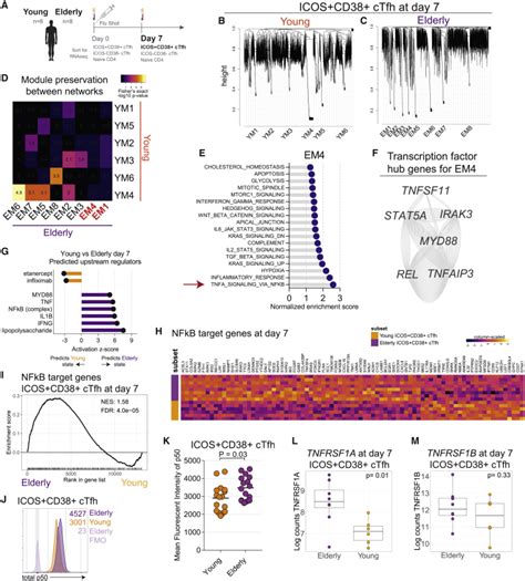 Vaccine Induced ICOS CD38 Circulating Tfh Are Sensitive Biosensors Of