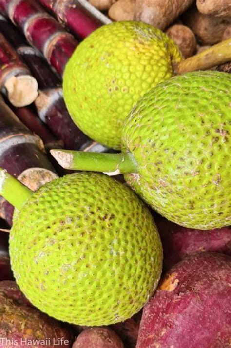 Breadfruit in Hawaii - This Hawaii Life