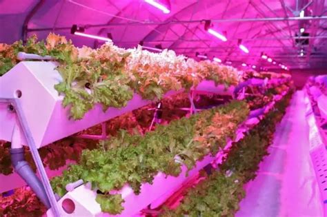 Aeroponics Nutrient Solution Recipe - Grower Today